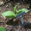Cypripedium pubescens Emil